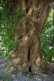 DOMINICA - Albero che assorbe zolfo